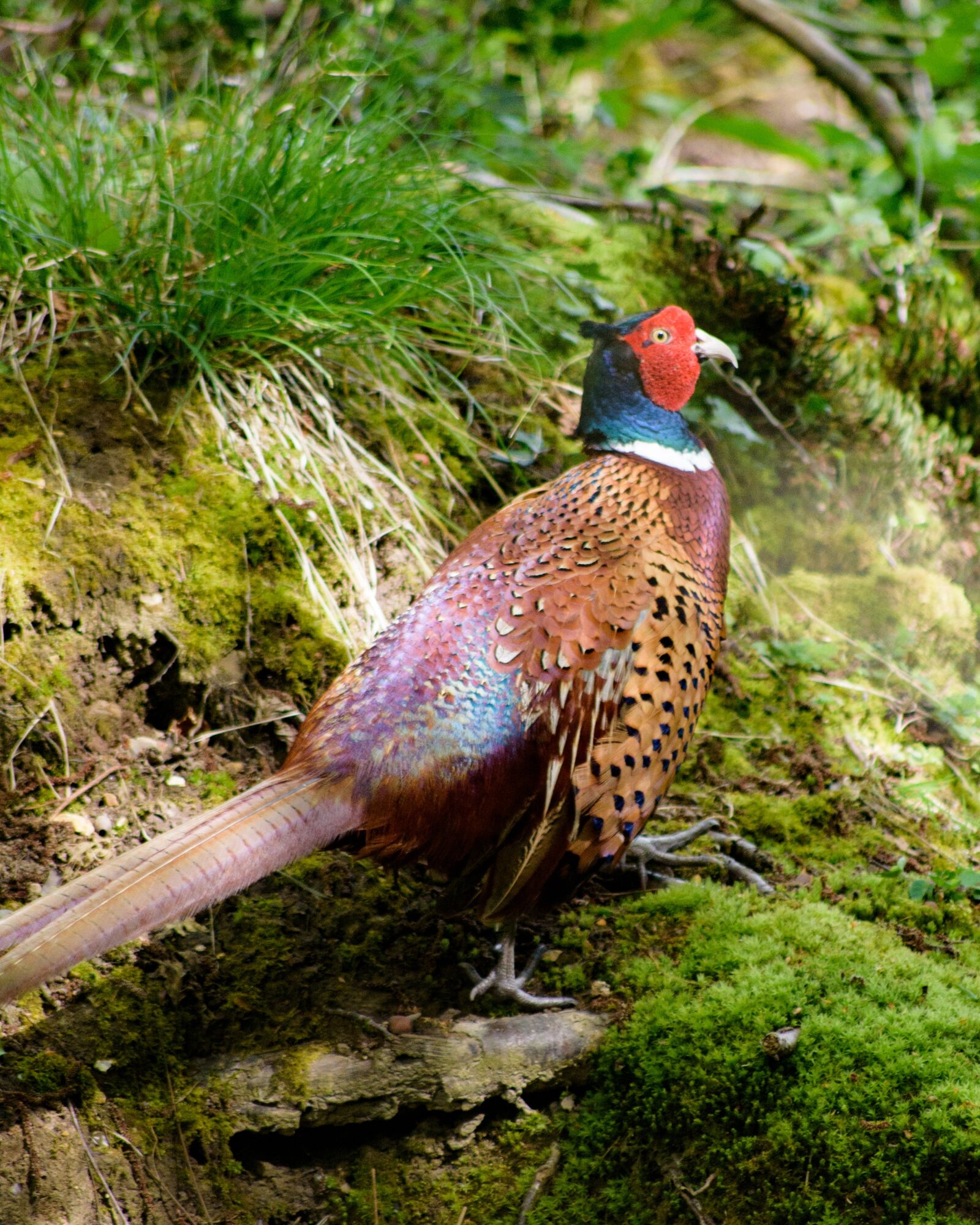 Nikon D750 sample photo. Pheasant, bird, nature photography