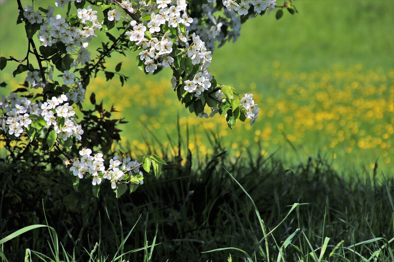 Canon EOS 80D sample photo. Spring, nature, flower photography
