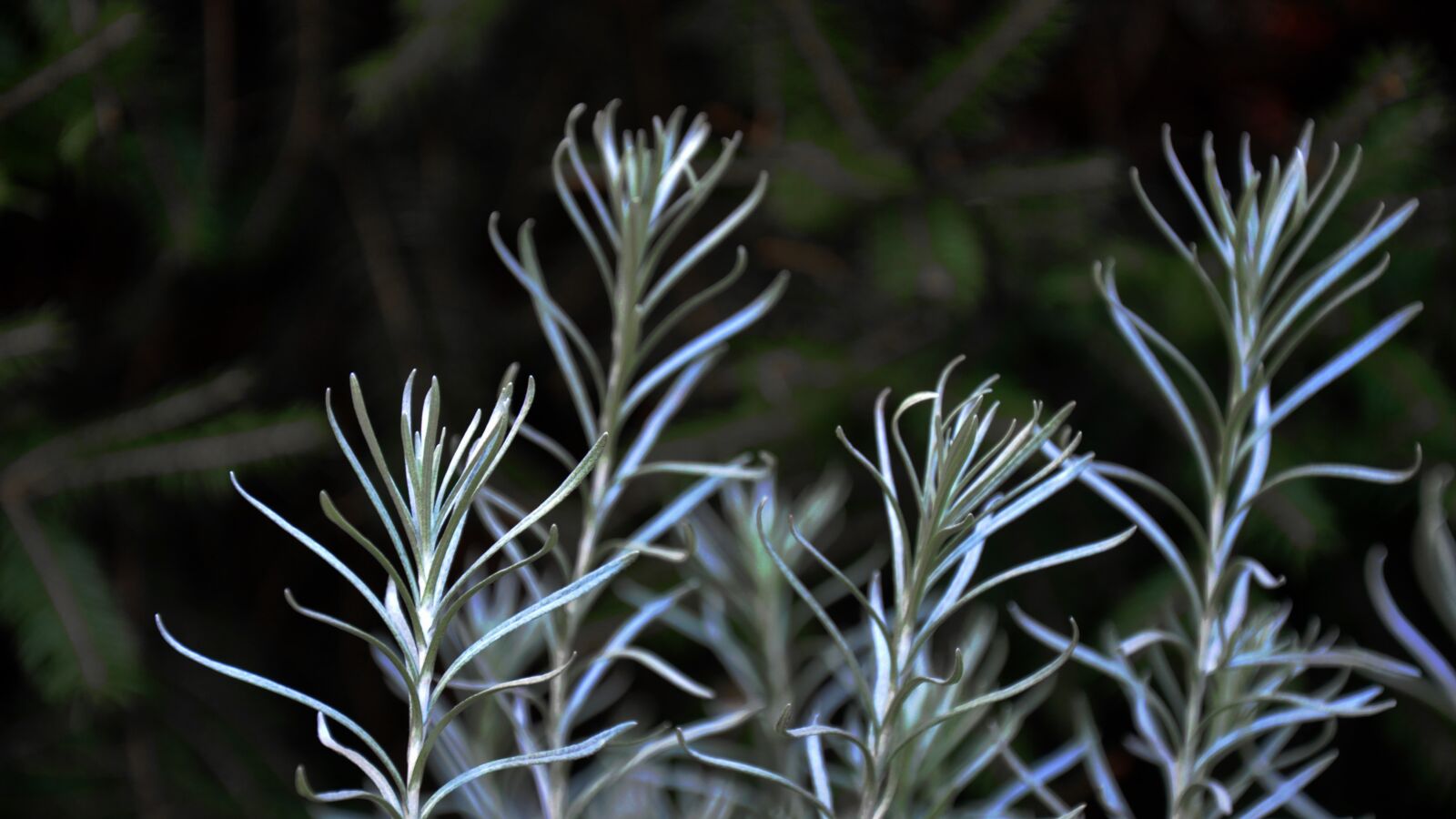 Nikon D90 sample photo. Lavender, nature, ash grey photography