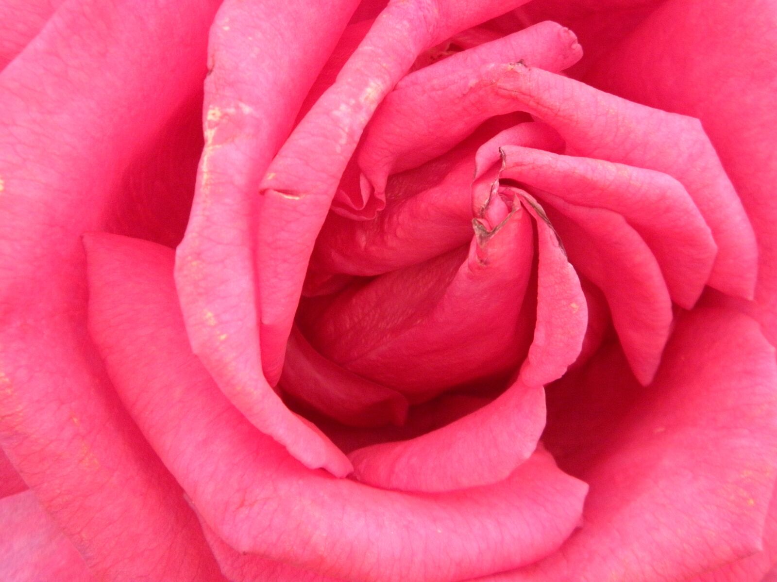 Olympus SP600UZ sample photo. Rose, flower, pink photography