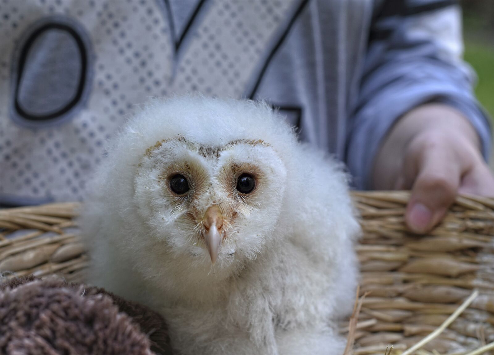 Nikon D7200 sample photo. Owl, chick, young animal photography