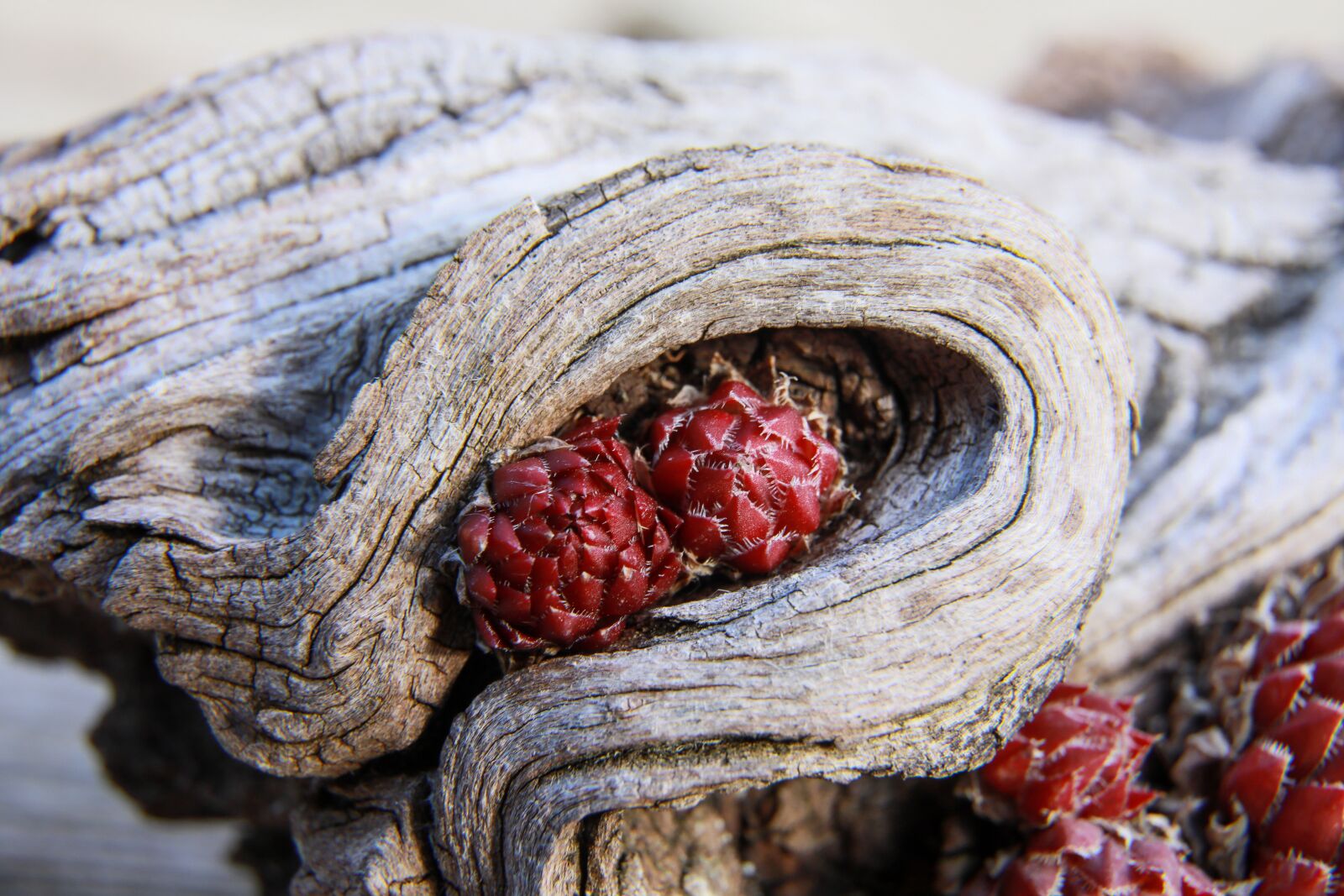 Canon EOS 5D Mark IV sample photo. Stonecrop, red plant, rock photography