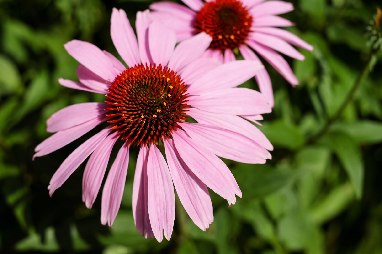 Fujifilm X-T10 + Fujifilm XF 35mm F1.4 R sample photo. Coneflower, flower, blossom photography
