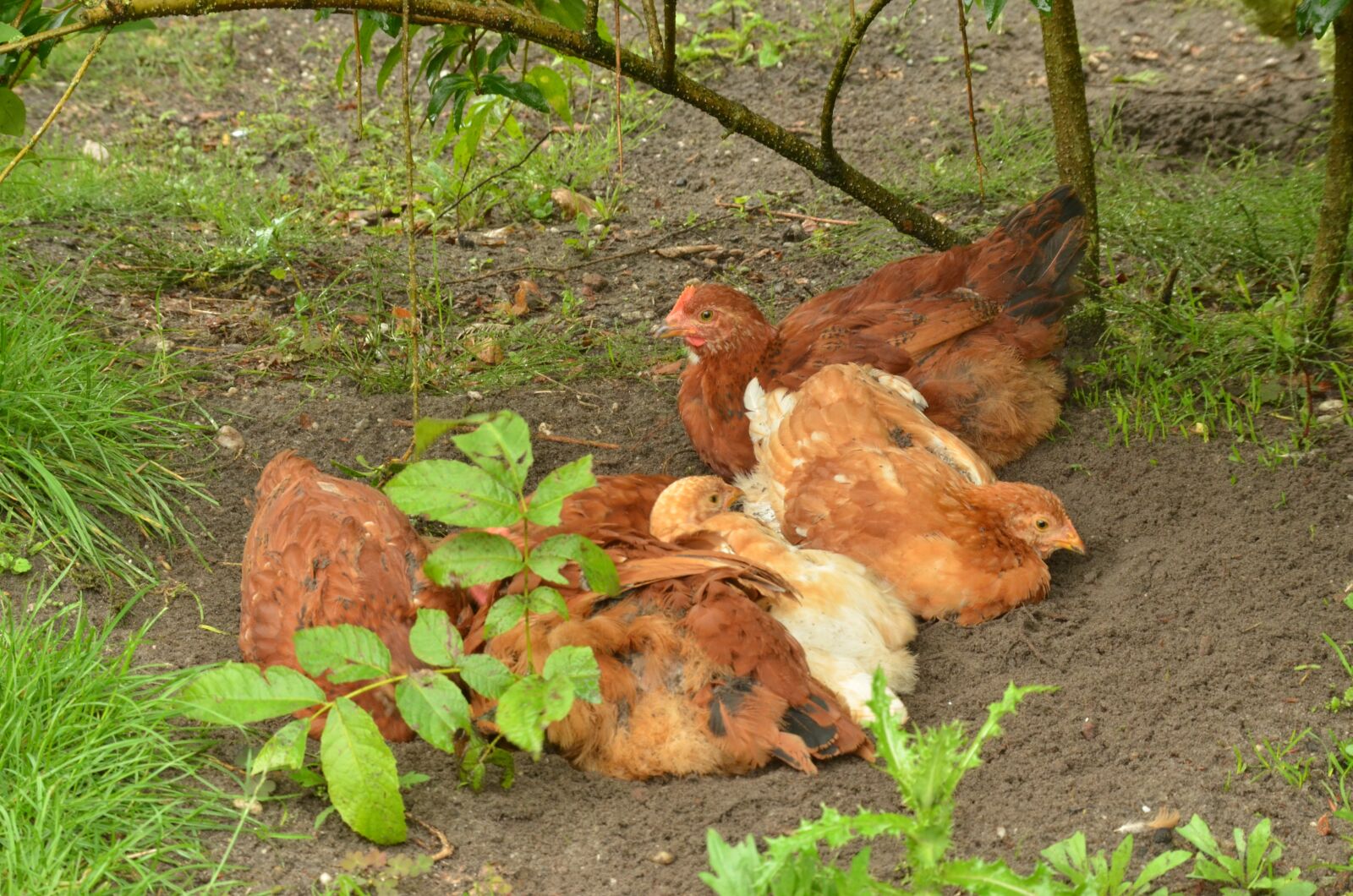 Nikon D7000 sample photo. Bird, chicken, them photography