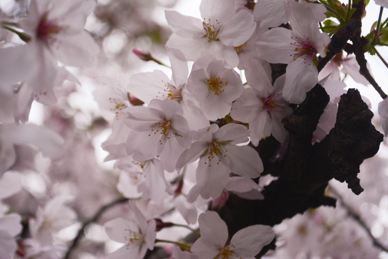 Nikon D5200 sample photo. Cherry blossoms, petal, spring photography