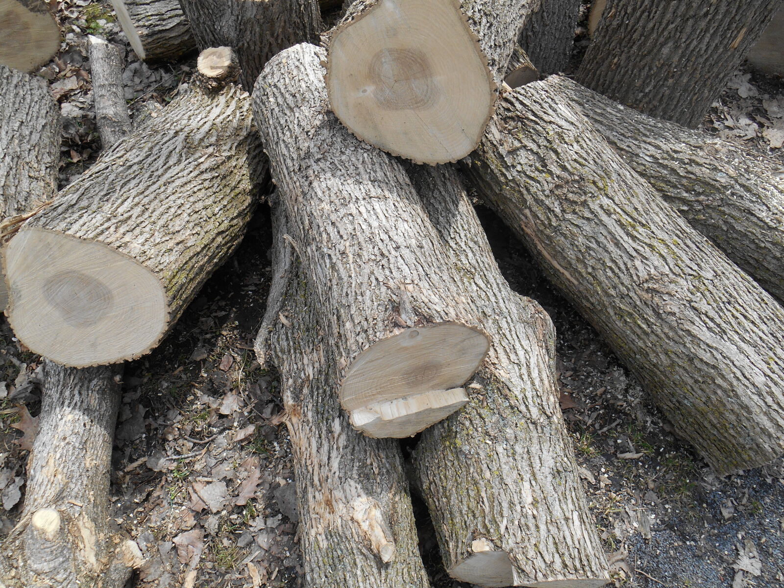 Nikon Coolpix S3500 sample photo. Arbre, black, and, white photography