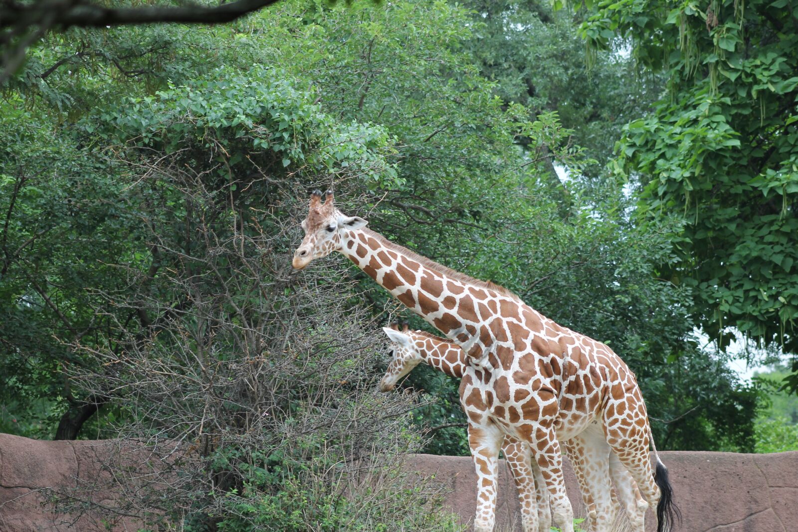 Canon EF 75-300mm f/4-5.6 sample photo. Zoo, giraffe, animal photography