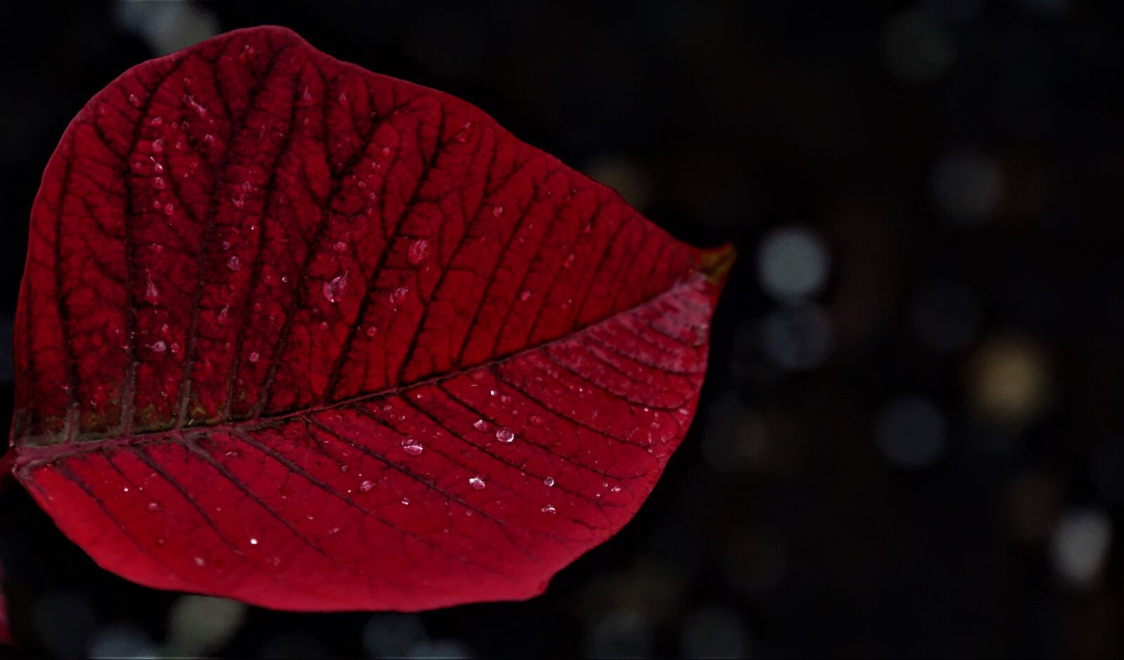 Sony a6000 + Sony E 18-200mm F3.5-6.3 OSS LE sample photo. Leaf, nature, wet photography