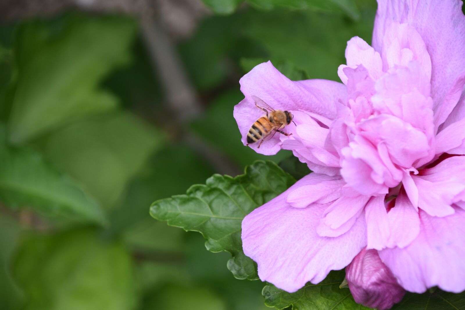 Nikon D7200 sample photo. Bee, flower, purple photography