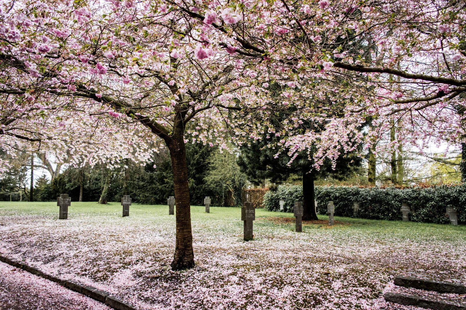 Nikon D5500 sample photo. Sakura, sky, tree photography