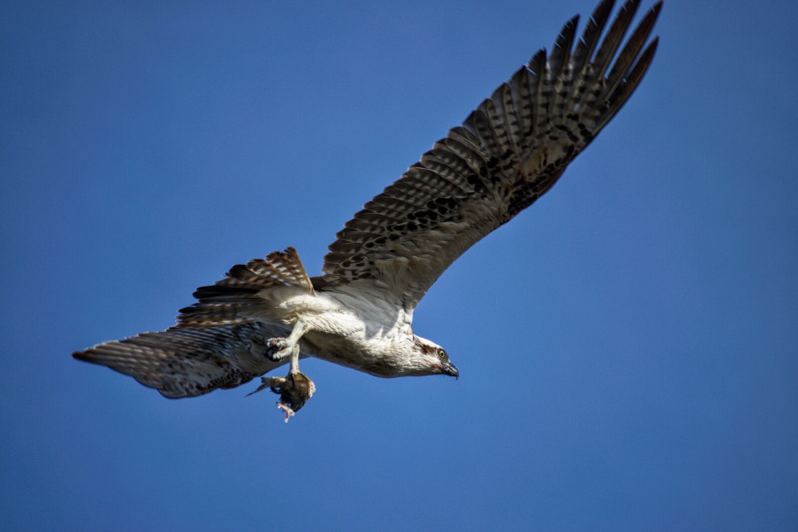 Nikon D3300 sample photo. Osprey, raptor, bird photography