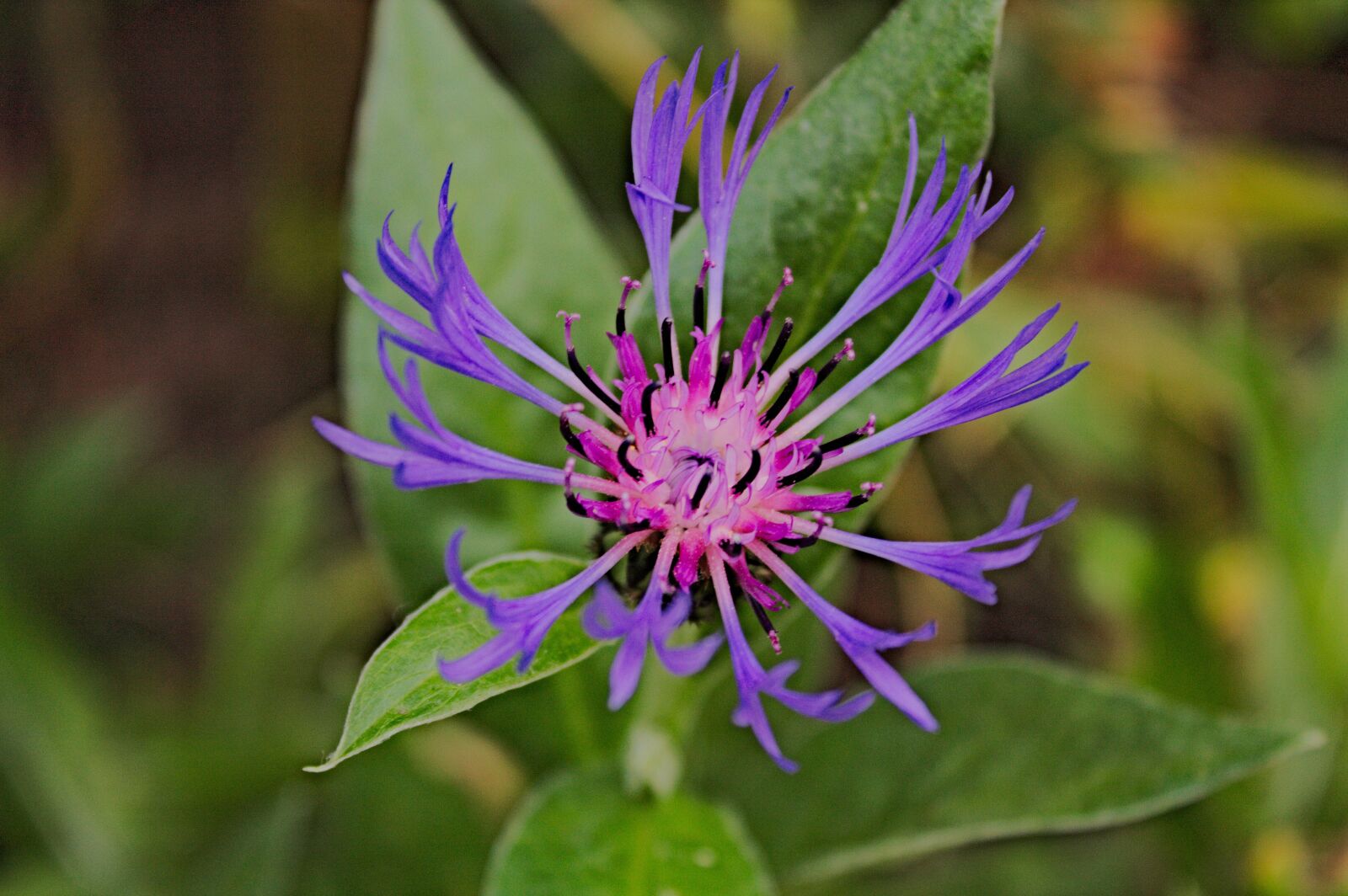 Canon EOS 1100D (EOS Rebel T3 / EOS Kiss X50) sample photo. Flower, violet, nature photography