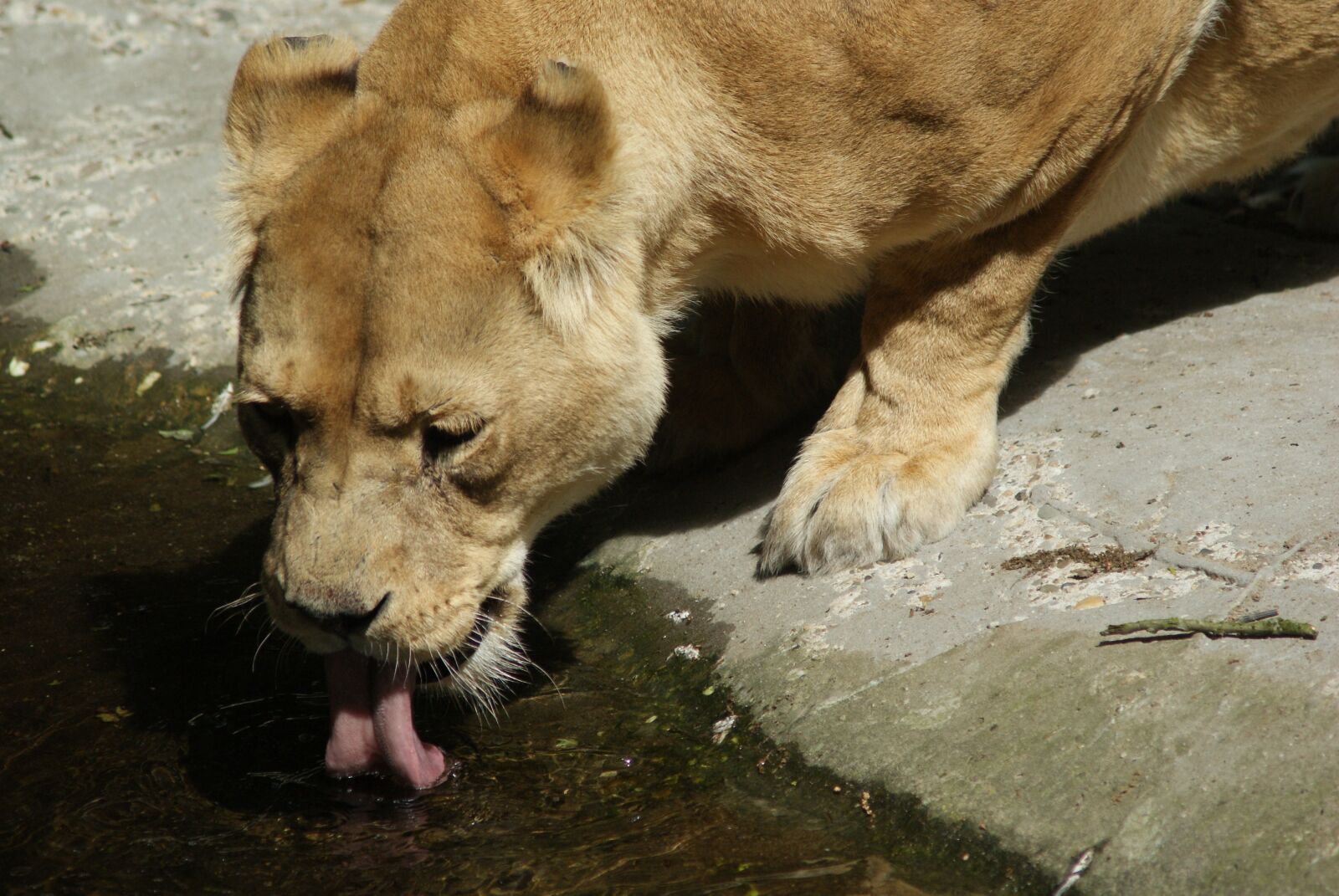 Sony Alpha DSLR-A300 sample photo. Thirst, lioness, zoo photography