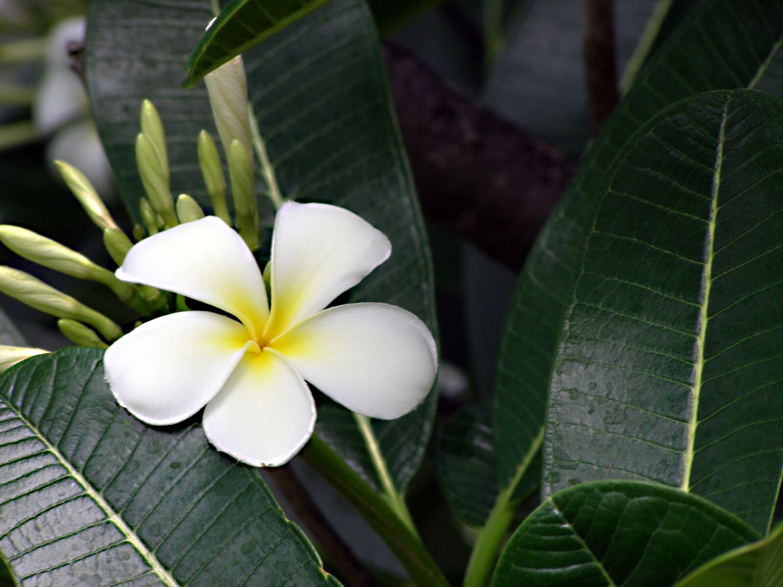 Olympus SP500UZ sample photo. Flower, frangipani, plumeria photography