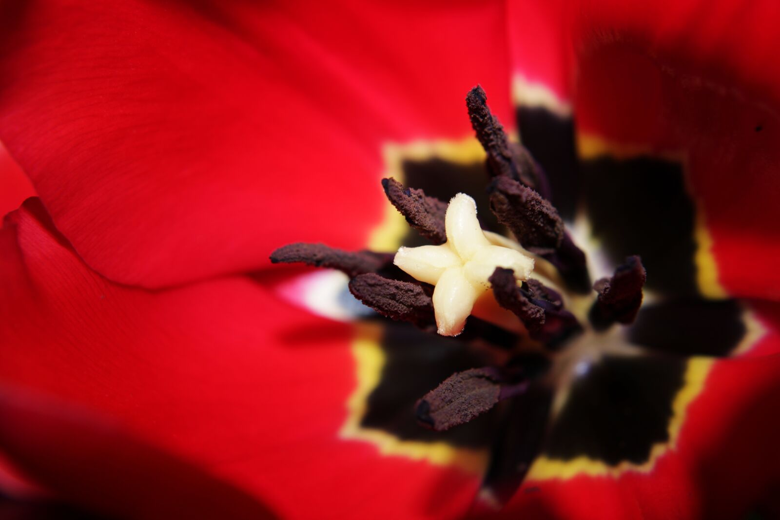 Canon EOS 2000D (EOS Rebel T7 / EOS Kiss X90 / EOS 1500D) sample photo. Red, close up, tulip photography