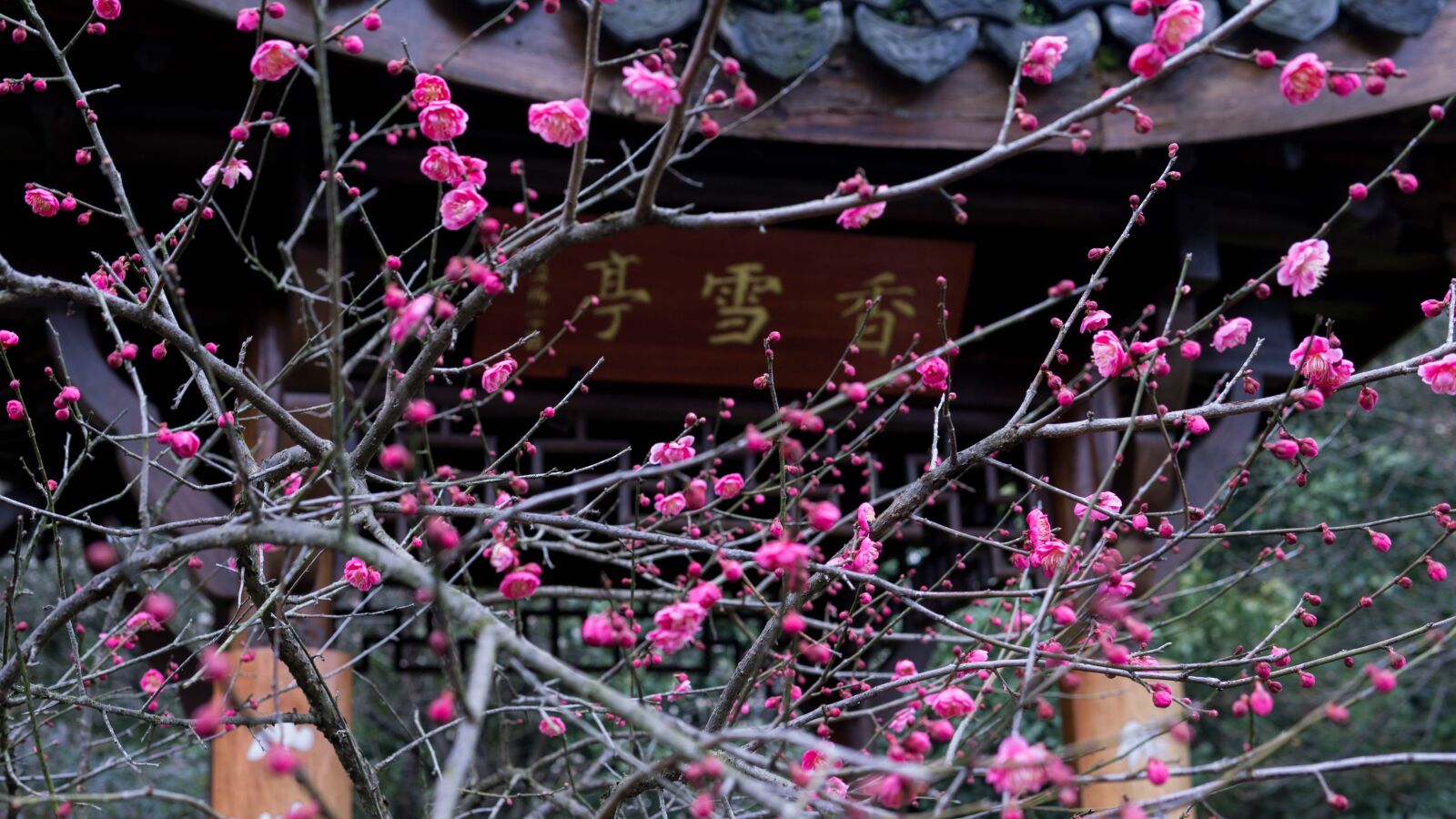 Sony a5100 sample photo. Plum blossom, pavilions, spring photography