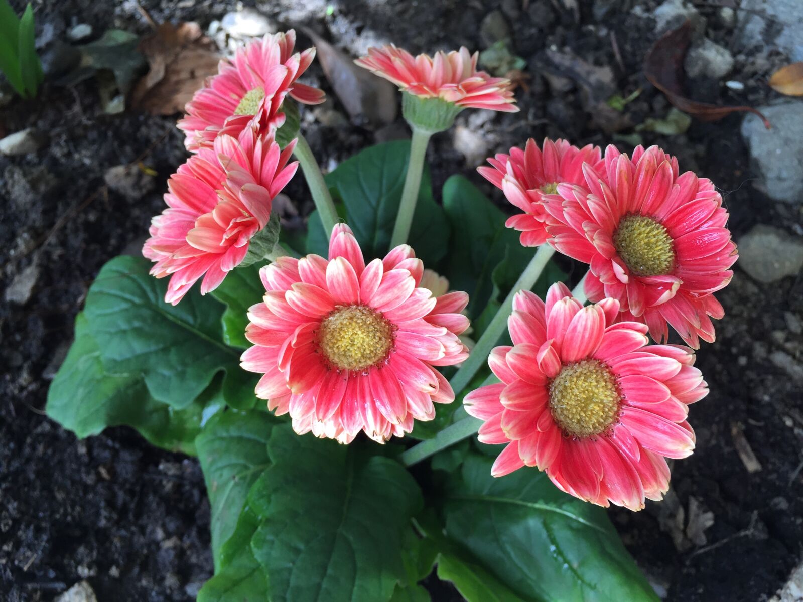 Apple iPhone 6 sample photo. Pink flower, flower, pink photography