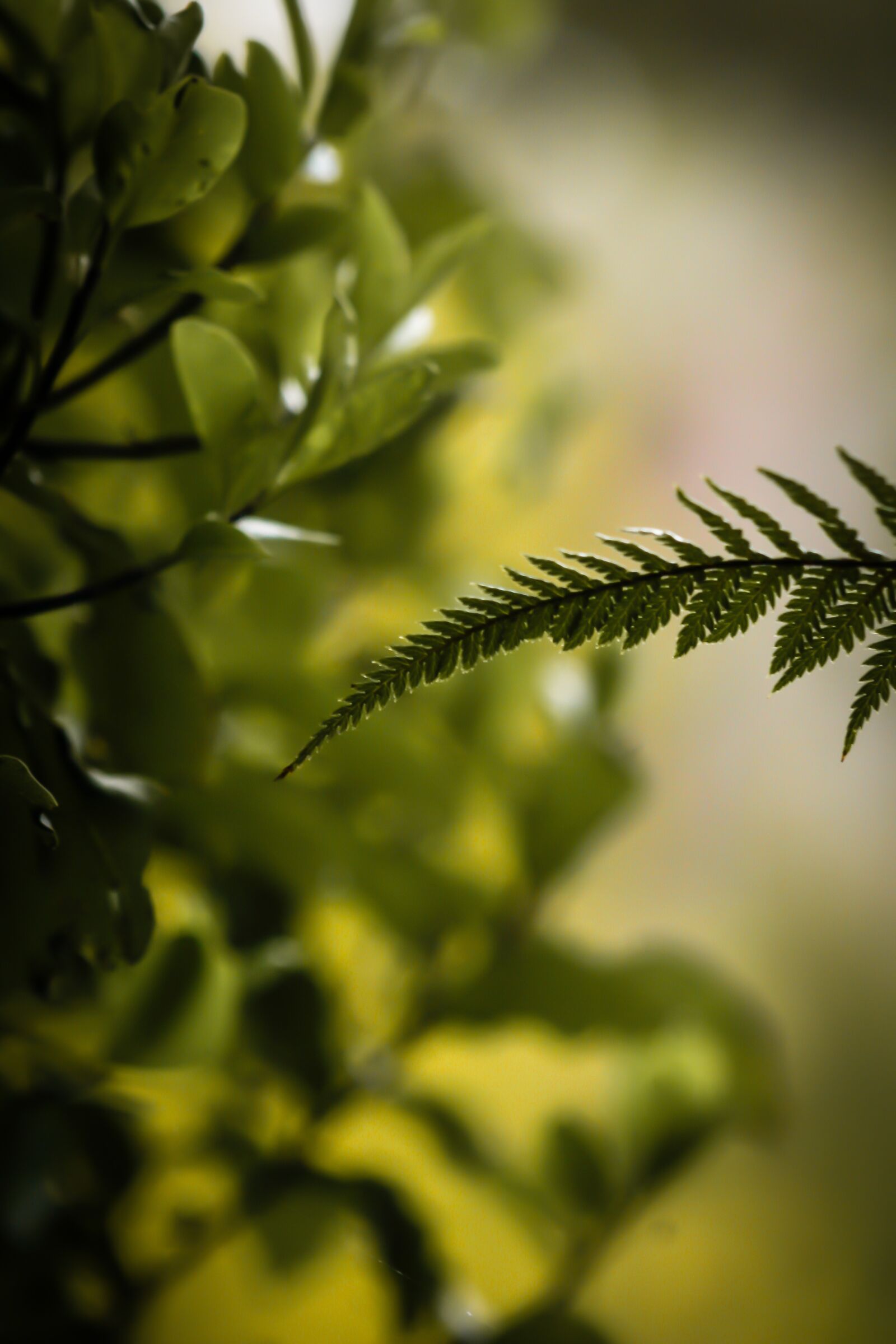 Canon EOS 20D sample photo. Arty, background, blurred background photography
