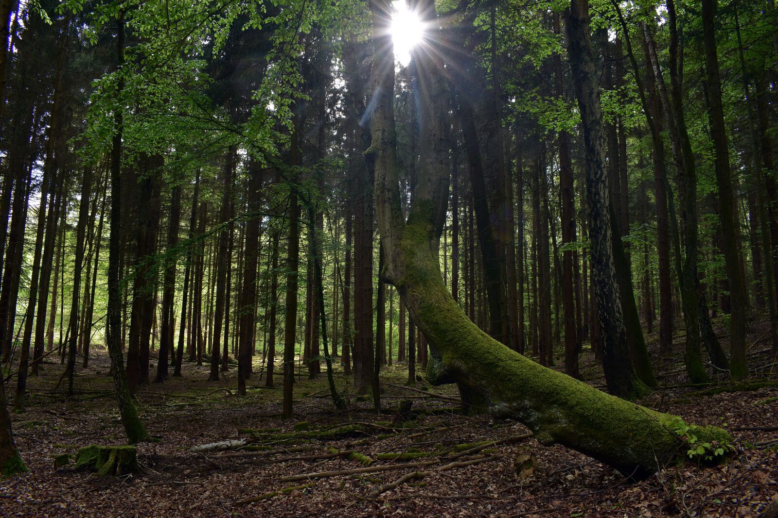 Nikon D3400 sample photo. Forest, nature, landscape photography
