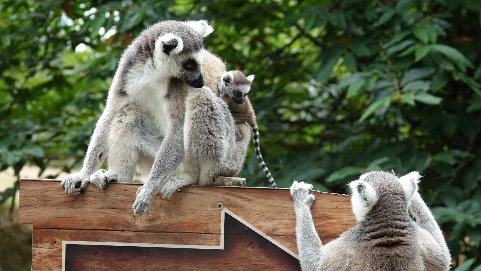 Sony Cyber-shot DSC-RX10 III sample photo. Zoo, animals, maki photography