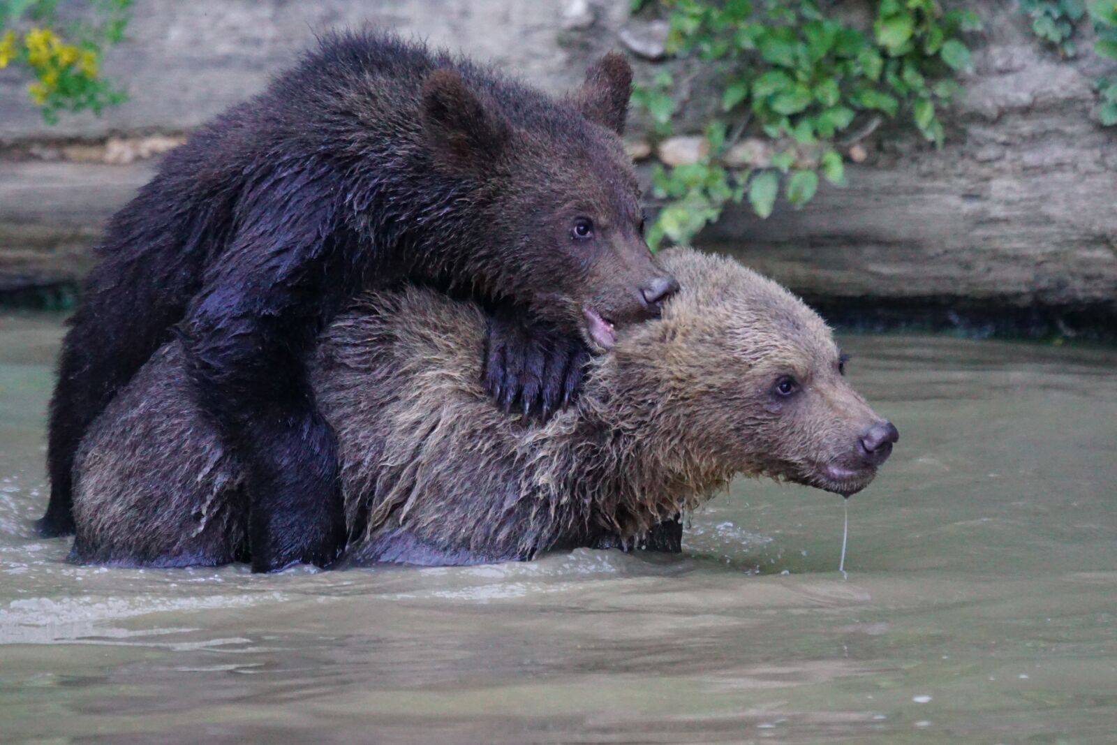 Sony ILCA-77M2 + Sony 70-400mm F4-5.6 G SSM sample photo. Bear, brown bear, predator photography