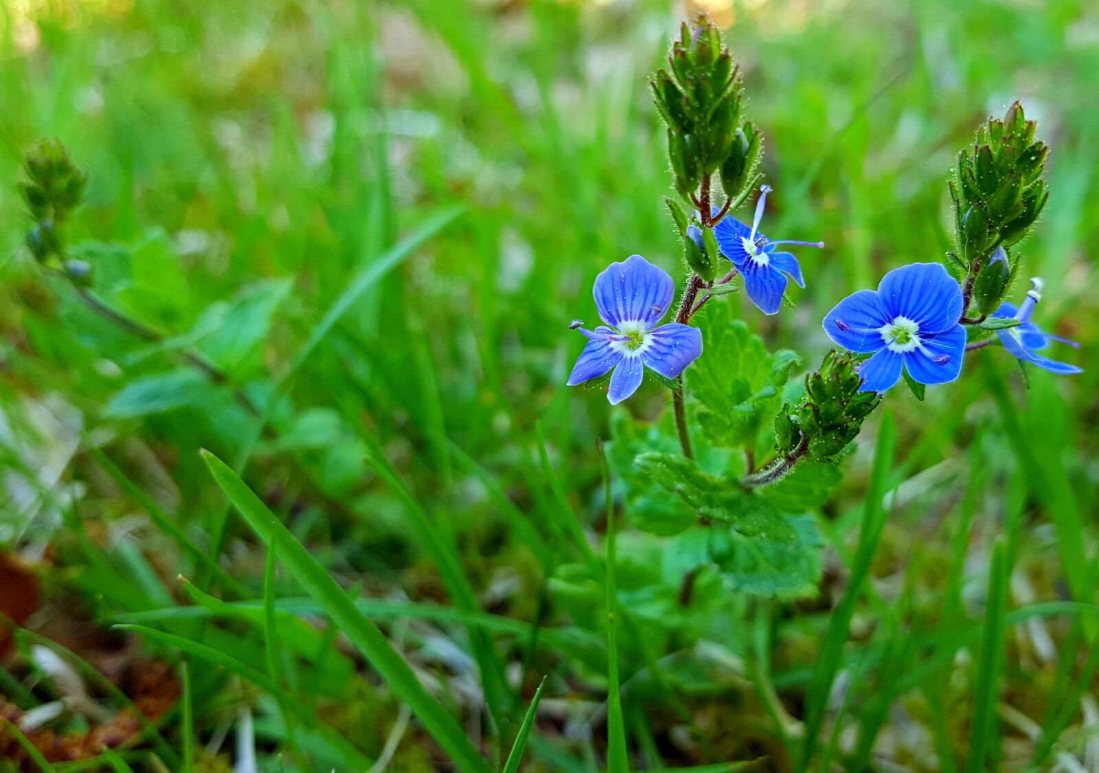 Samsung Galaxy S6 sample photo. Blue, flower, green photography