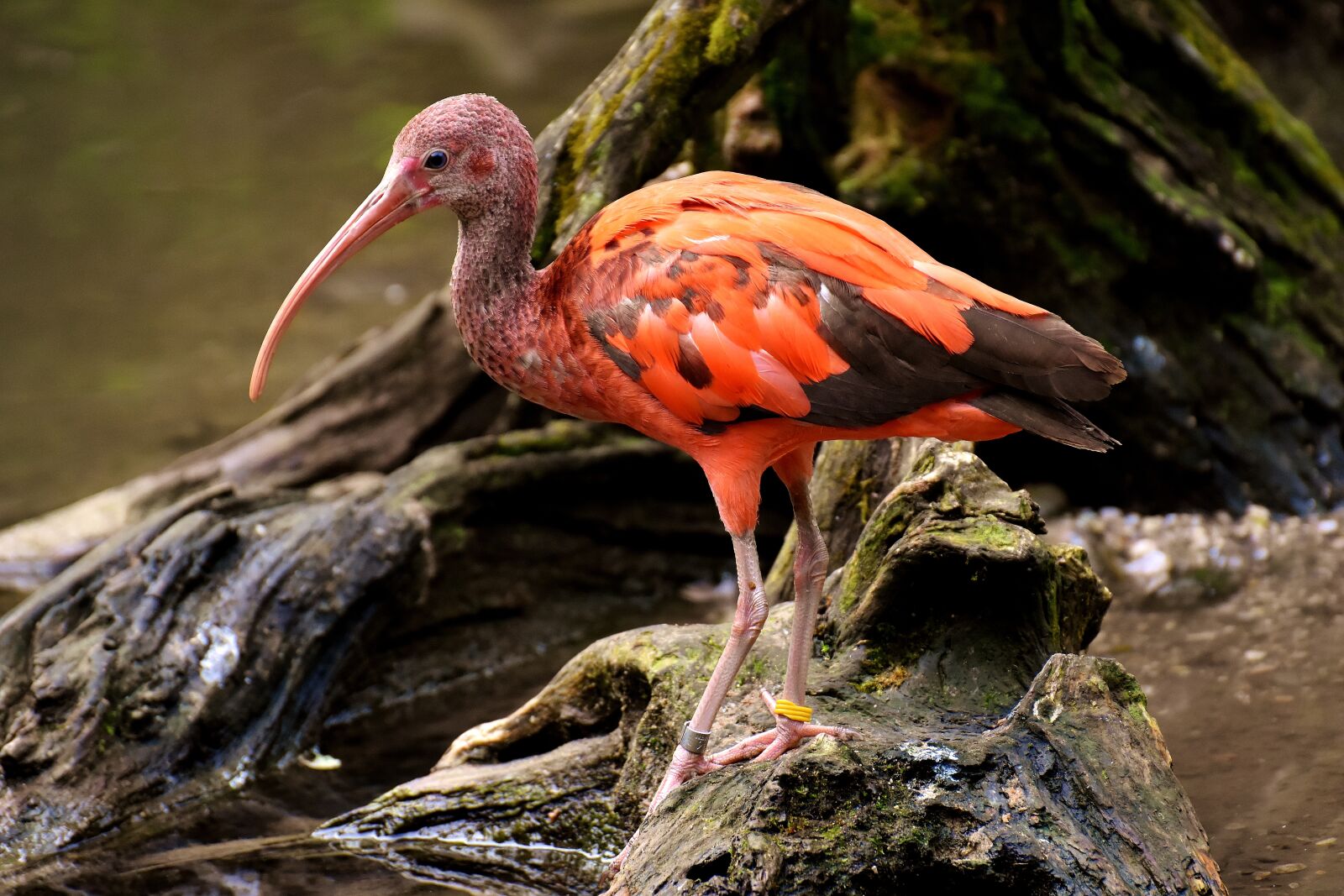 Nikon D7200 sample photo. Ibis, eudocimus ruber, scarlet photography