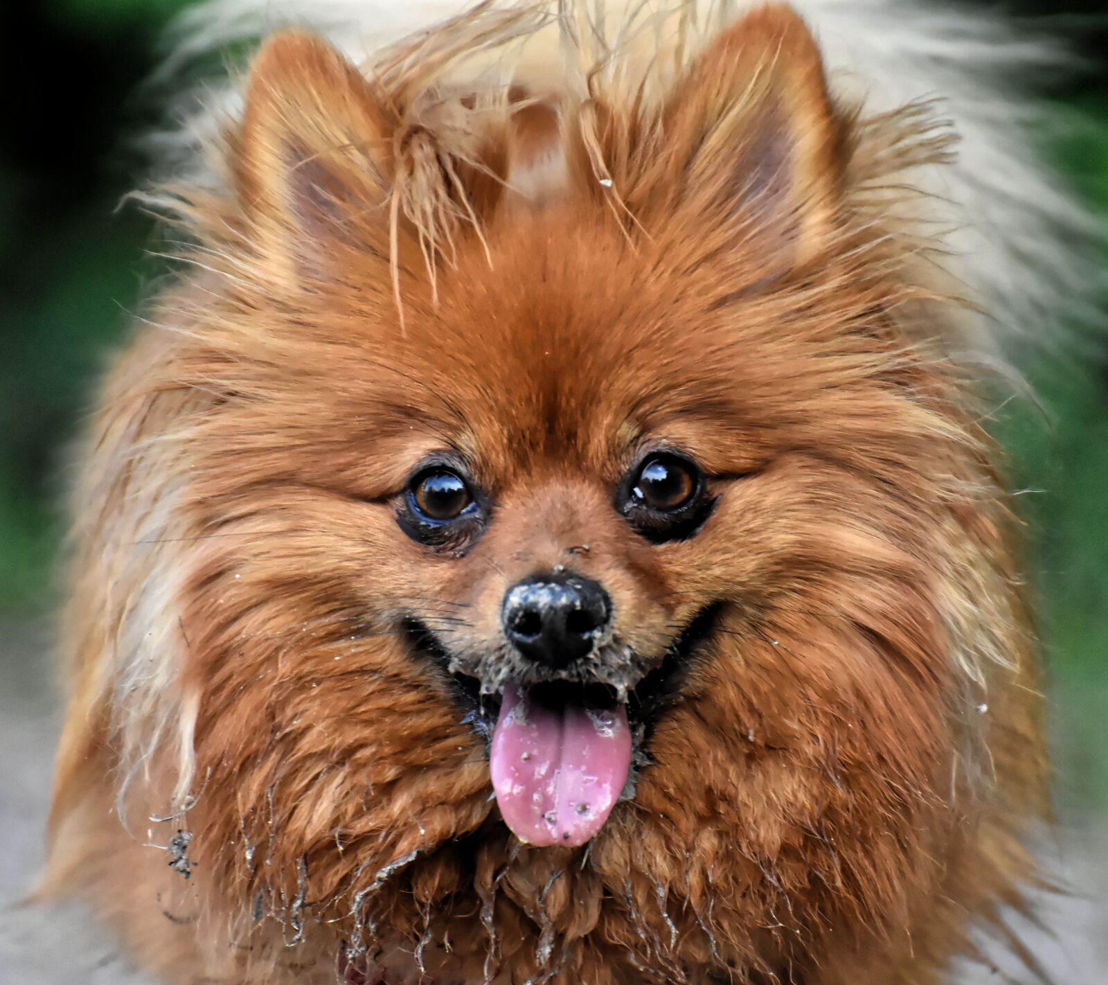 Nikon D7200 sample photo. Dwarf spitz, dog, cute photography