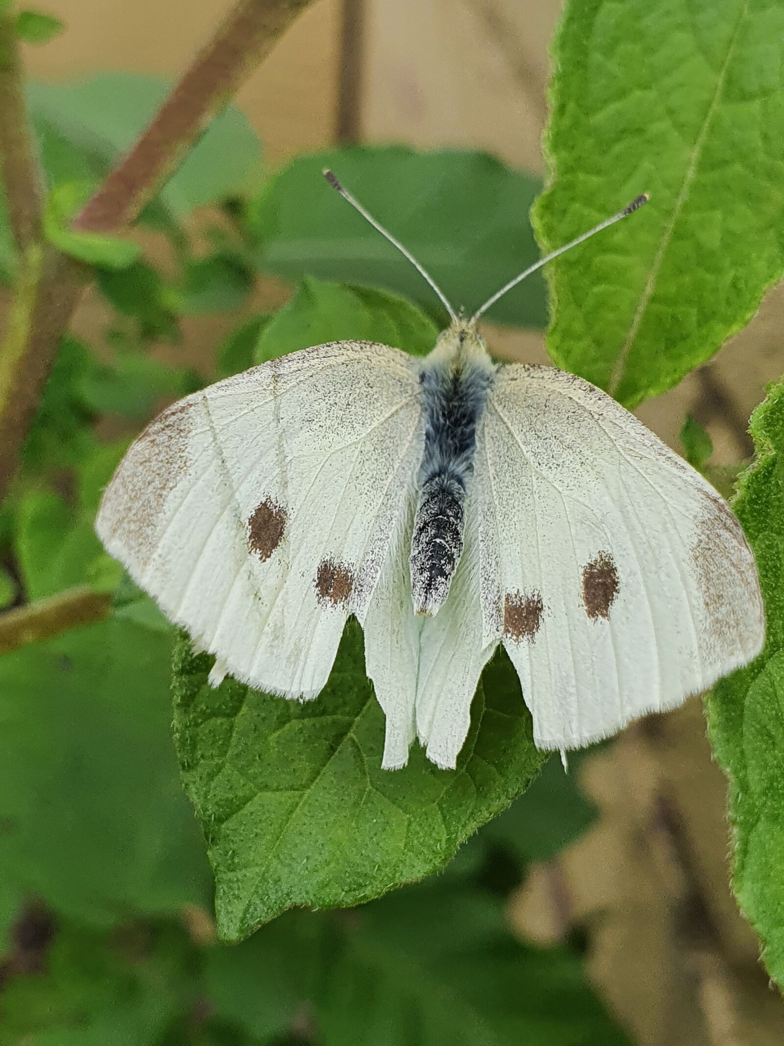 Samsung Galaxy S10 sample photo. Butterfly, insect, garden photography