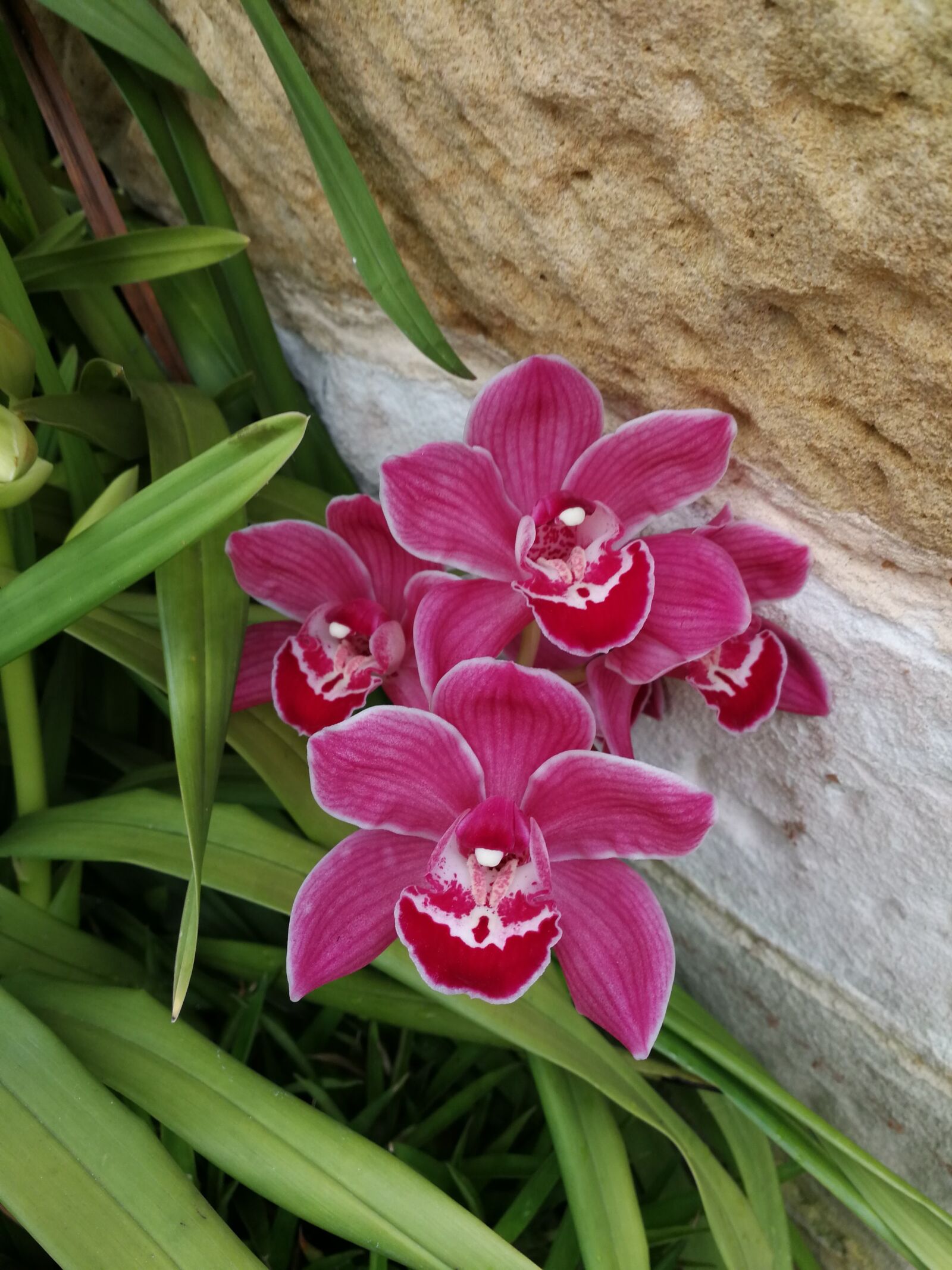 HUAWEI P10 sample photo. Orchids, flowers, floral photography