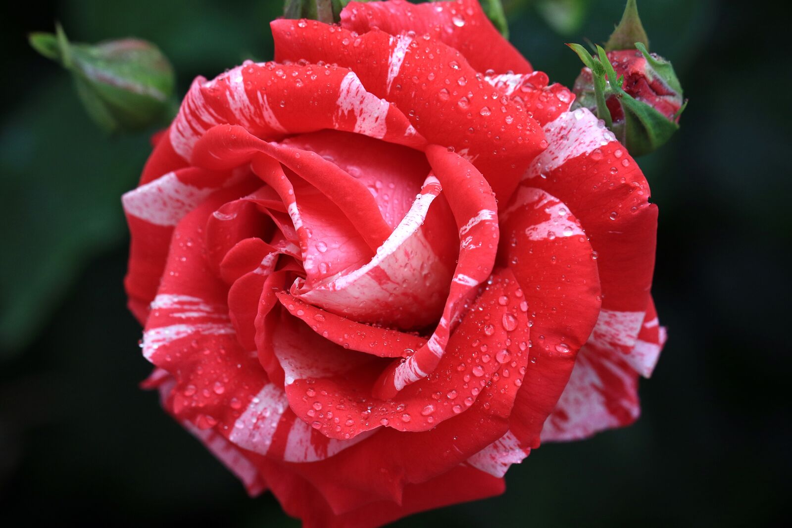 Canon EOS 7D Mark II sample photo. Rose, red, rose flower photography