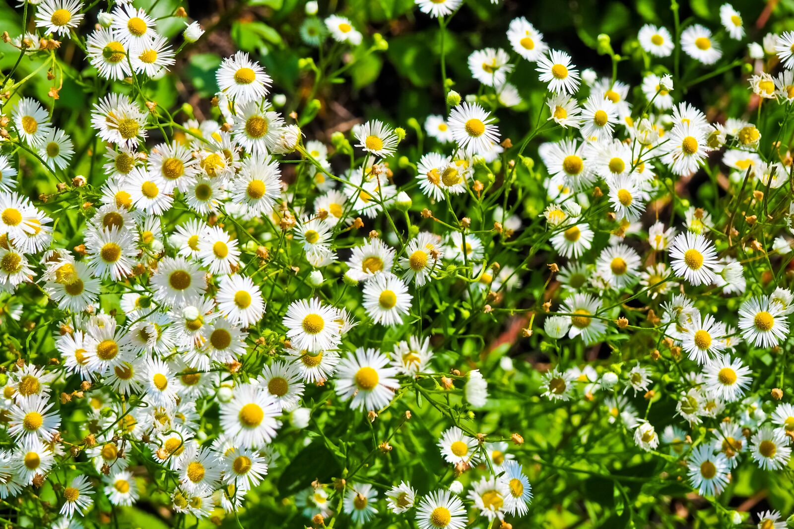Olympus OM-D E-M10 sample photo. Flowers, daisies, white photography