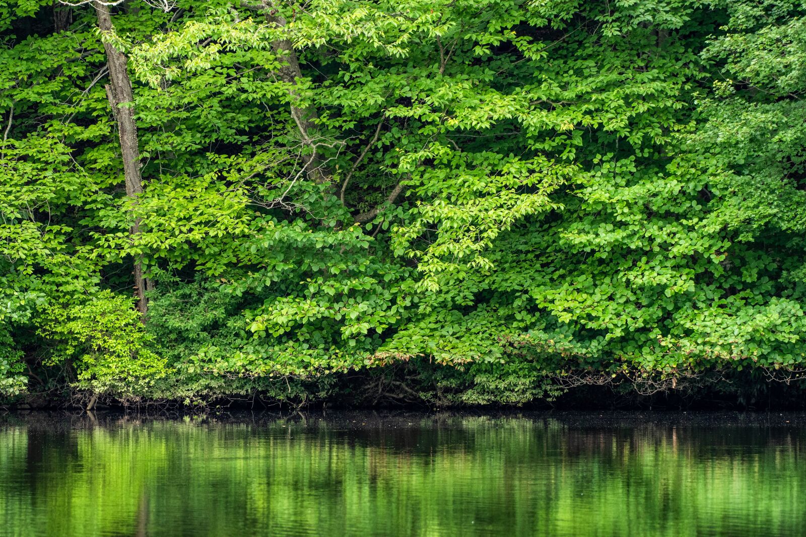 Nikon D500 sample photo. Lake, tree, nature photography
