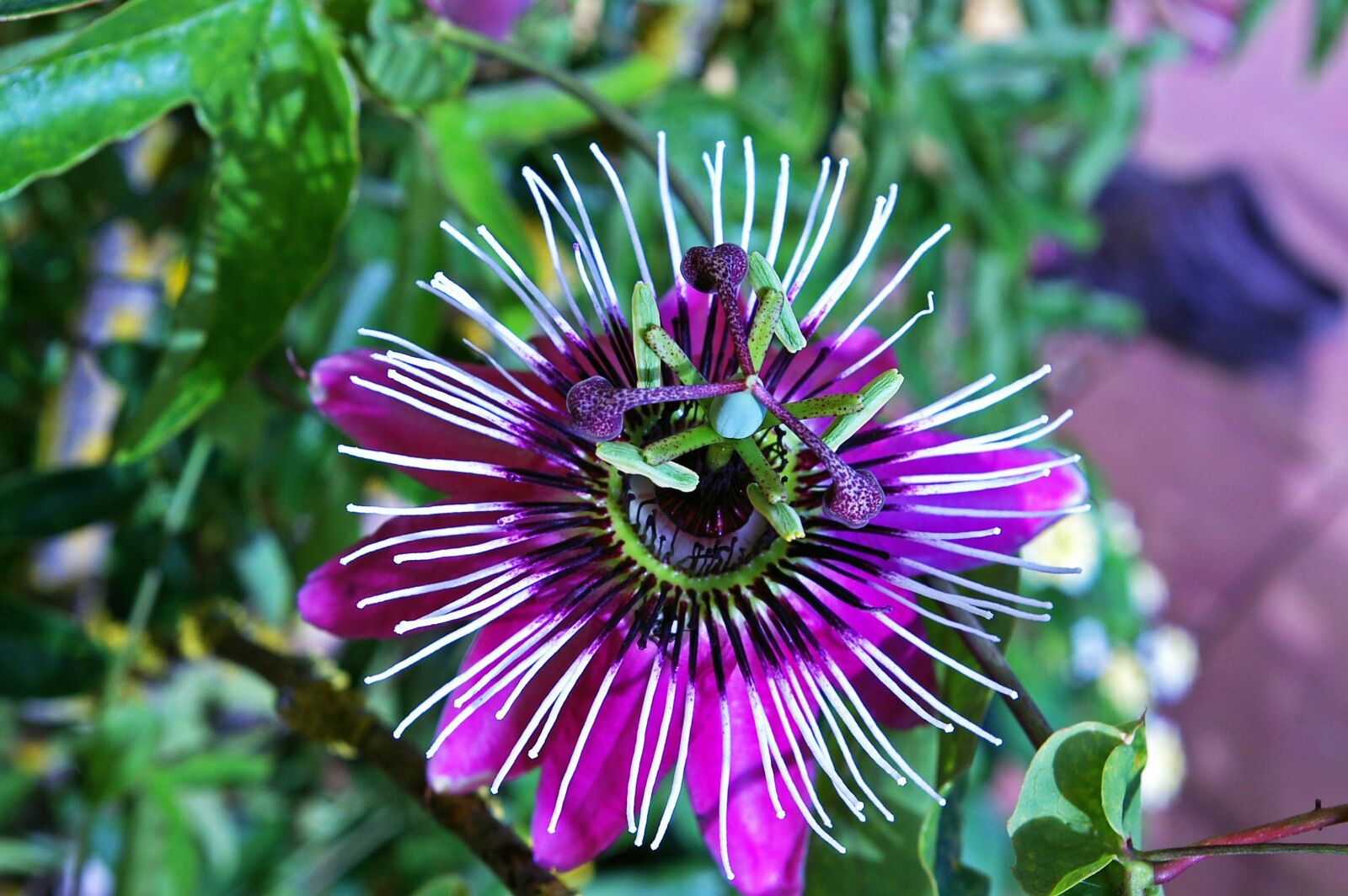 Pentax *ist DL2 sample photo. Passion flower, flower, blossom photography
