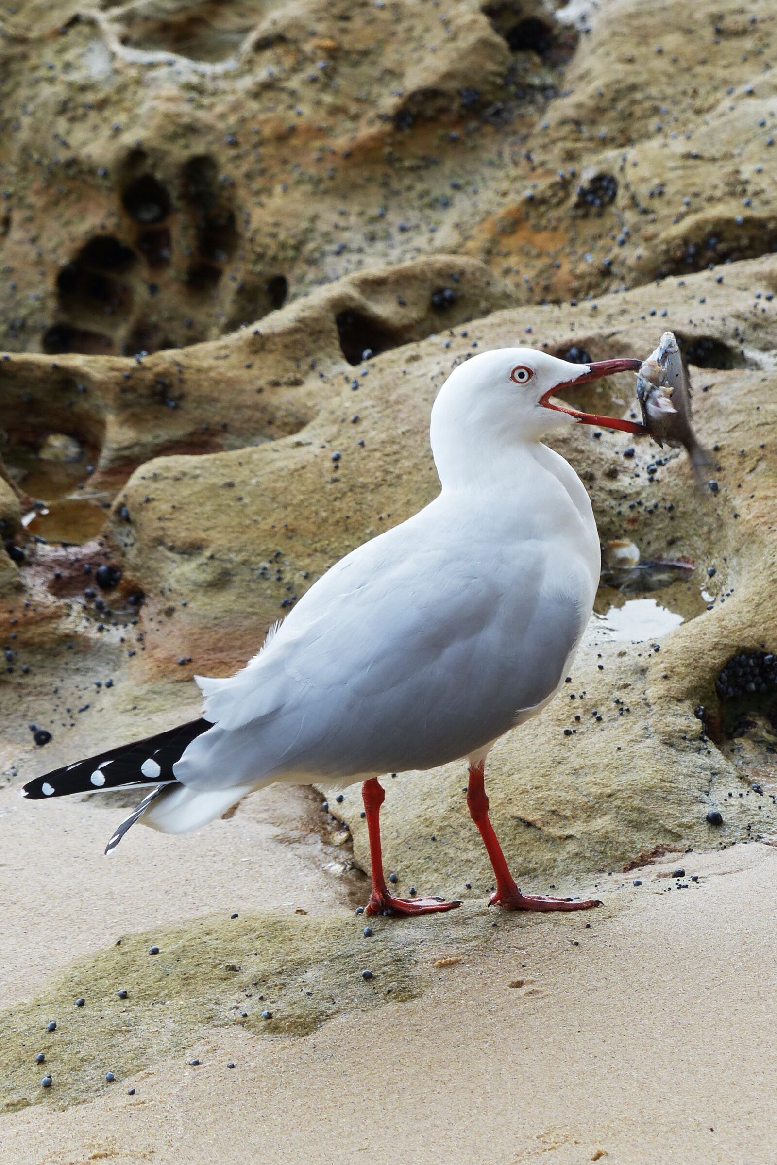 Panasonic Lumix DMC-FZ200 sample photo. Bird, nature, sea photography
