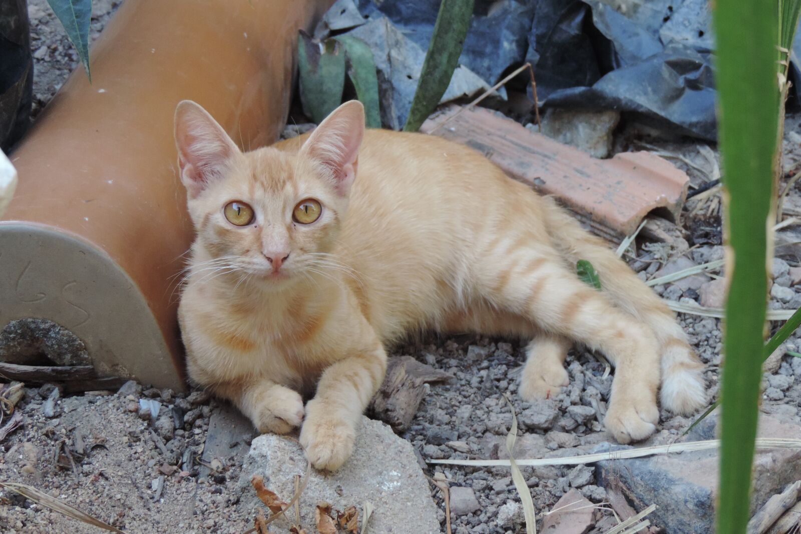 Nikon Coolpix P520 sample photo. Gata, mammal, animal photography