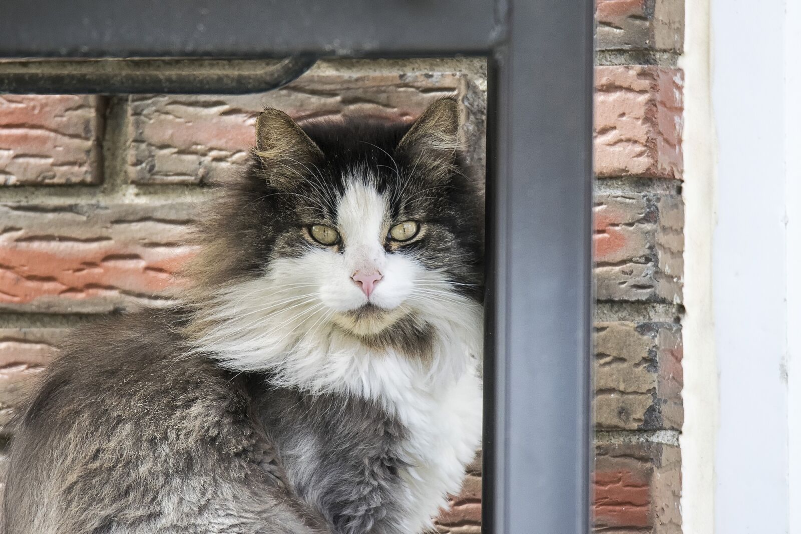 Nikon D5300 sample photo. Cat, sitting, portrait photography