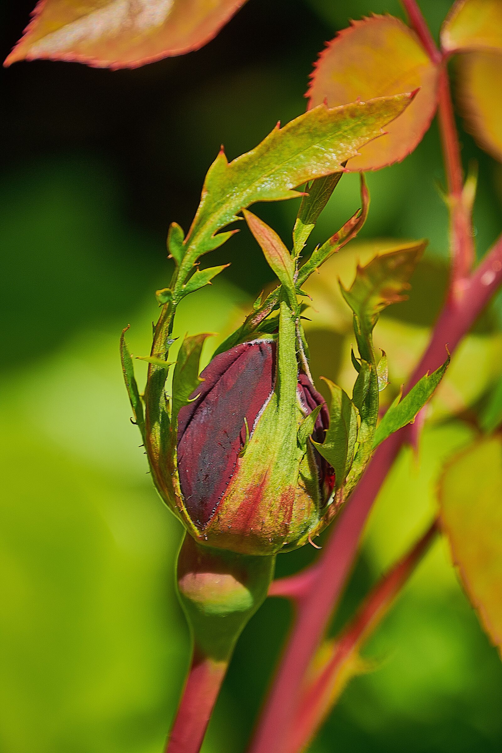Nikon D7200 sample photo. Cocoon, rosa, red photography