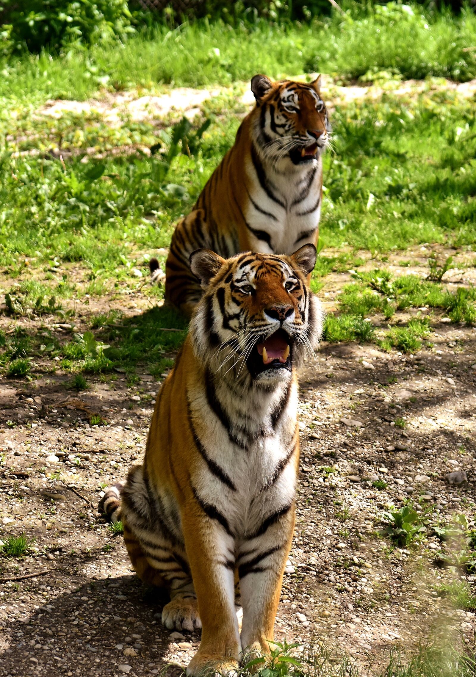 Nikon D7200 sample photo. Tiger, predator, fur photography
