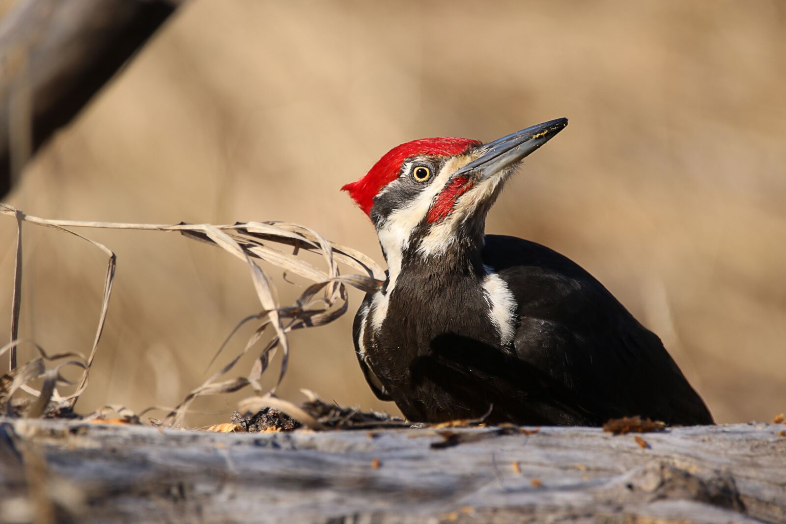 Canon EOS 7D Mark II sample photo. Woodpecker, bird, wildlife photography
