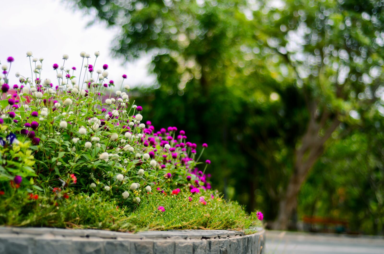 Nikon D7000 sample photo. Beautiful, flower, garden photography