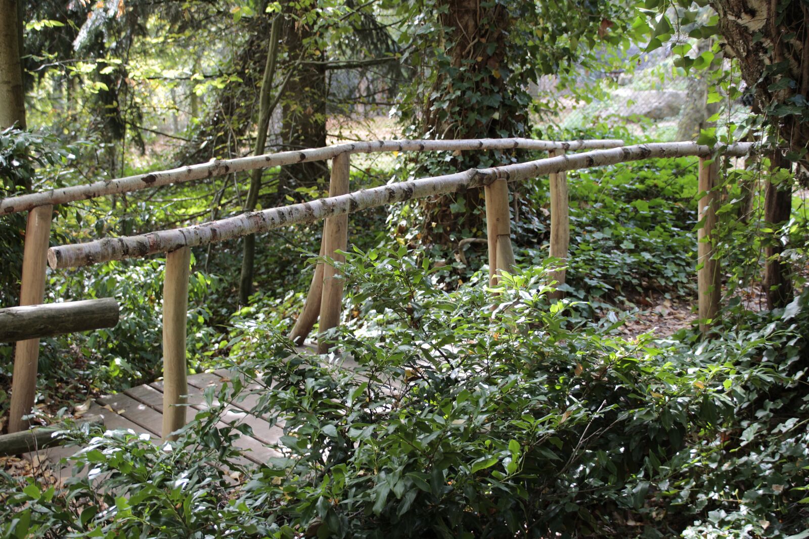 Canon EOS 700D (EOS Rebel T5i / EOS Kiss X7i) sample photo. Away, forest, nature photography