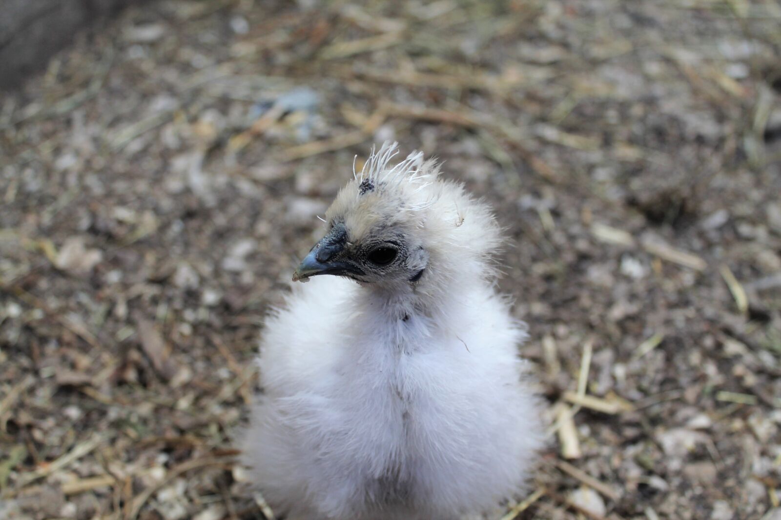 Canon EOS 1100D (EOS Rebel T3 / EOS Kiss X50) sample photo. Chicken, seidenhuhn, animals photography