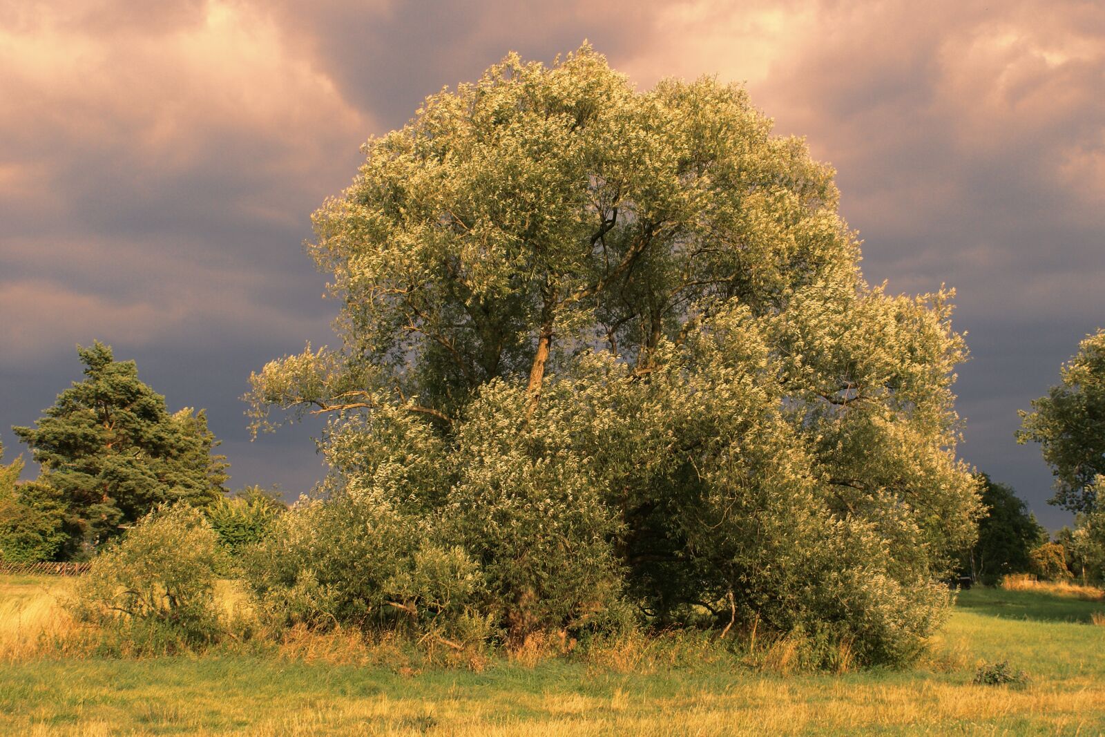 Sony Alpha DSLR-A100 sample photo. Tree, nature, landscape photography
