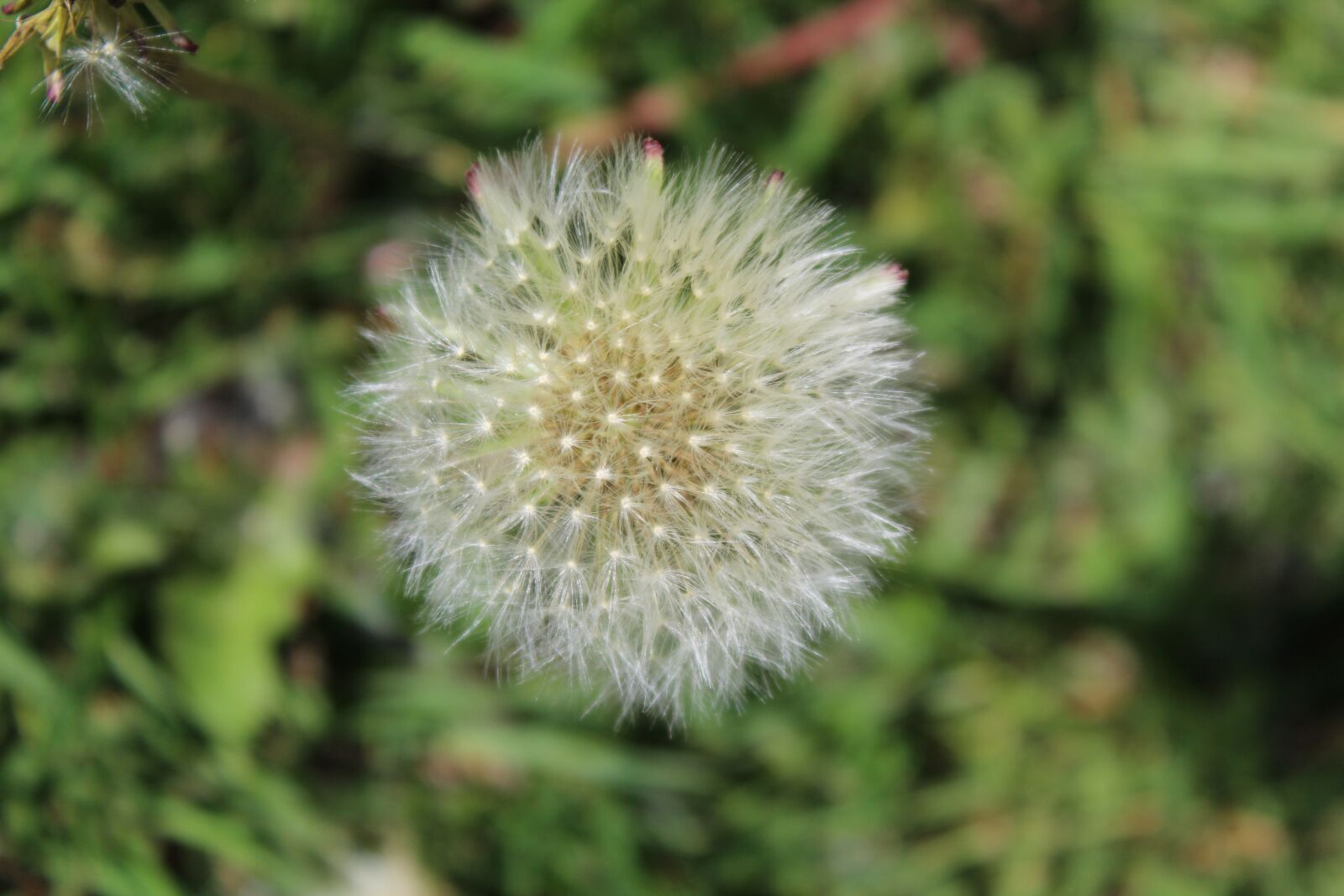 Canon EOS 1300D (EOS Rebel T6 / EOS Kiss X80) + Canon EF-S 18-55mm F3.5-5.6 III sample photo. Dandelion, fluff, flower photography