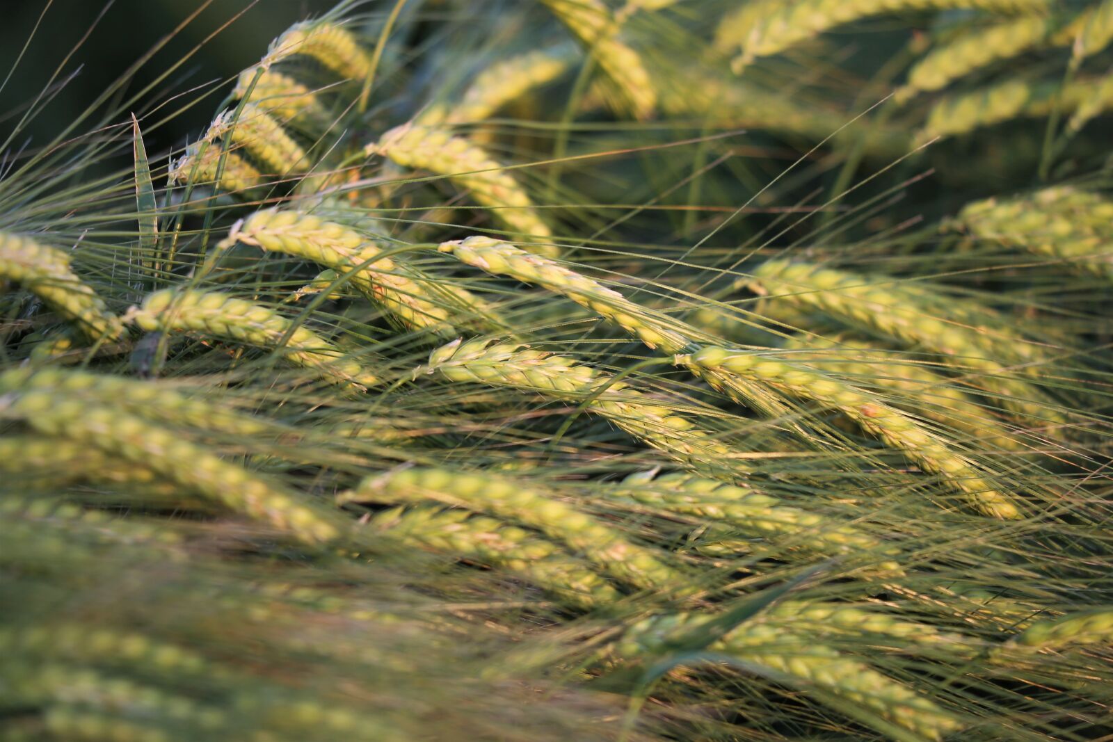 Canon EF 70-300 F4-5.6 IS II USM sample photo. Agriculture, barley in wind photography