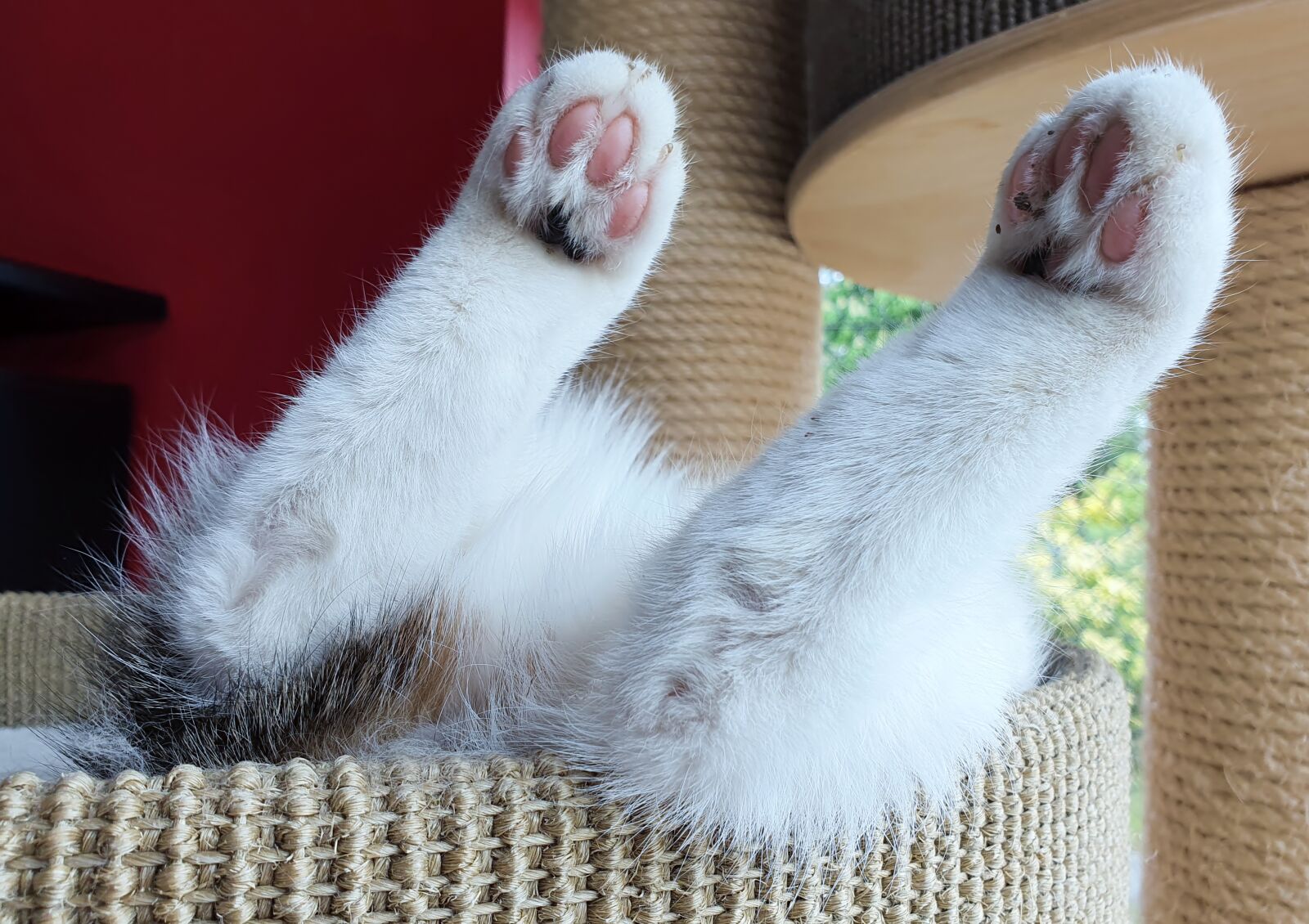 Samsung Galaxy S10+ sample photo. Cat, domestic cat, animal photography