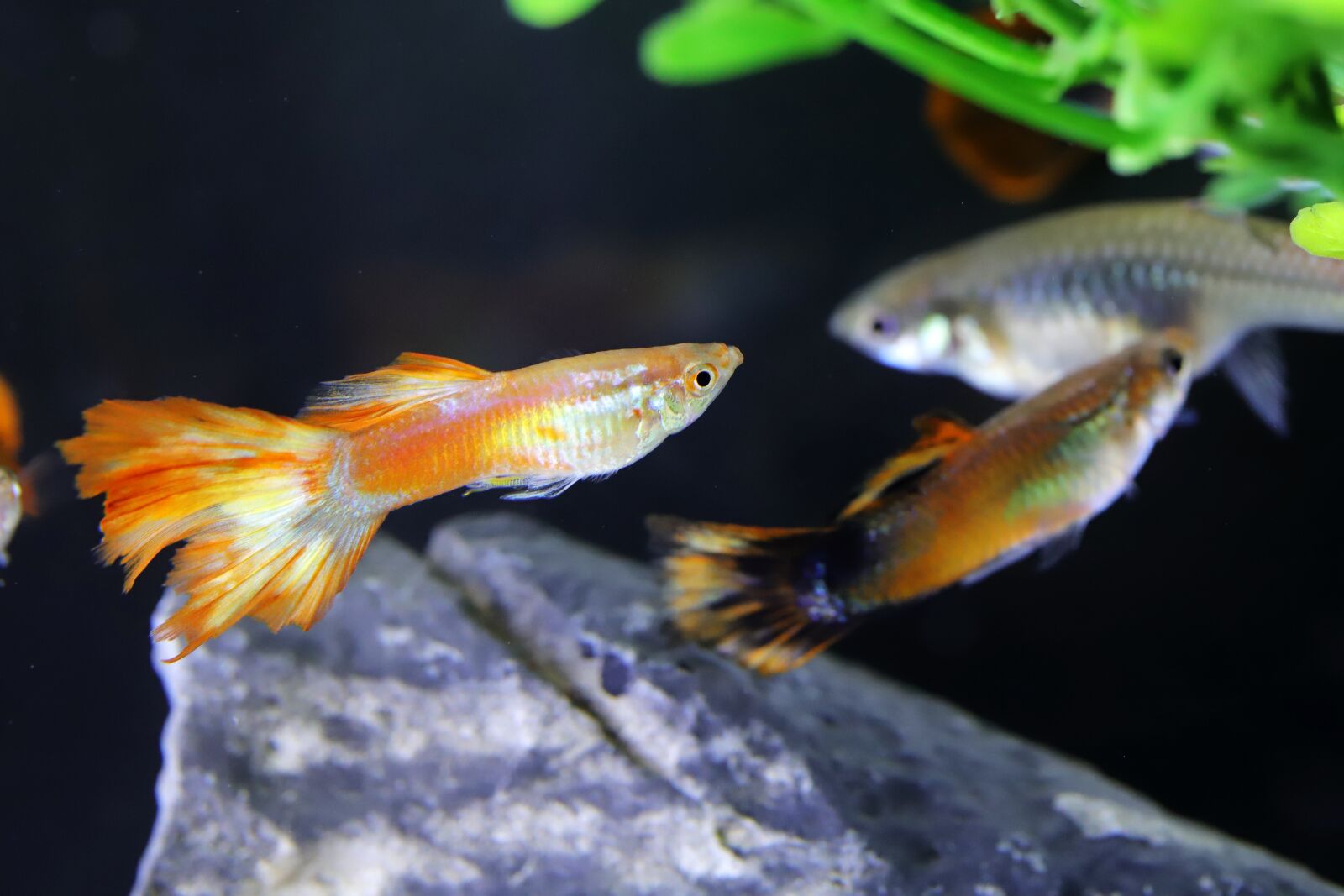 Canon EOS 6D Mark II sample photo. Goofy, tropical fish, fish photography