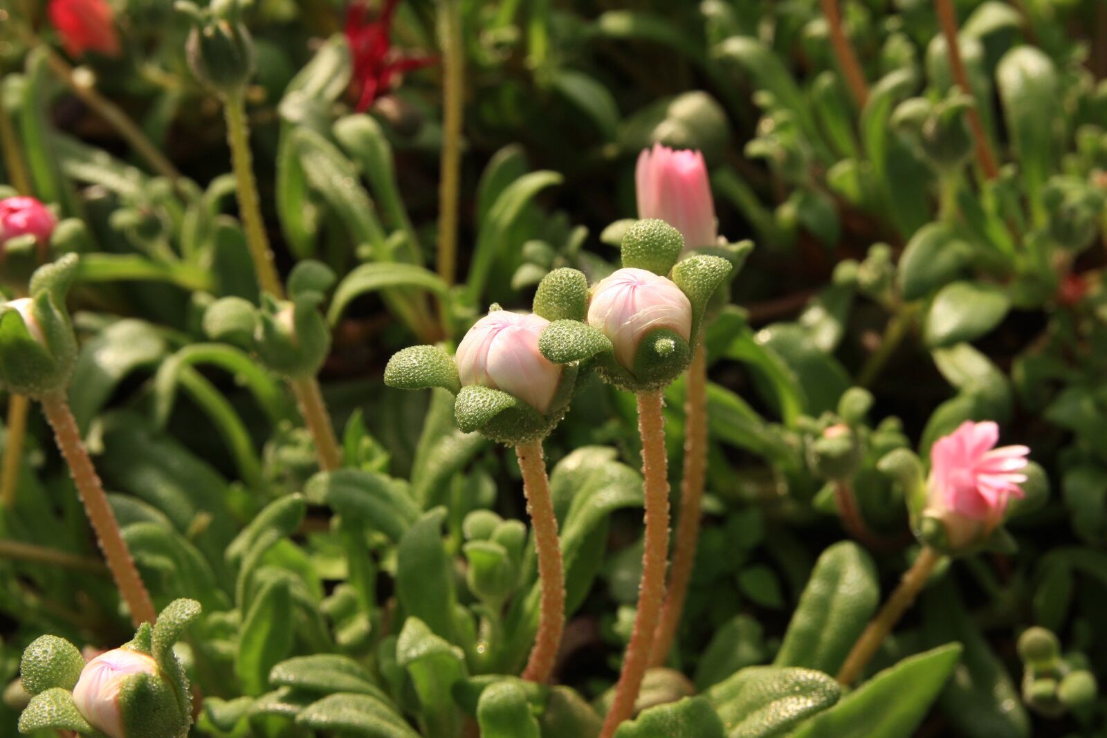 Canon EOS 40D sample photo. Livingston did not, flowers photography