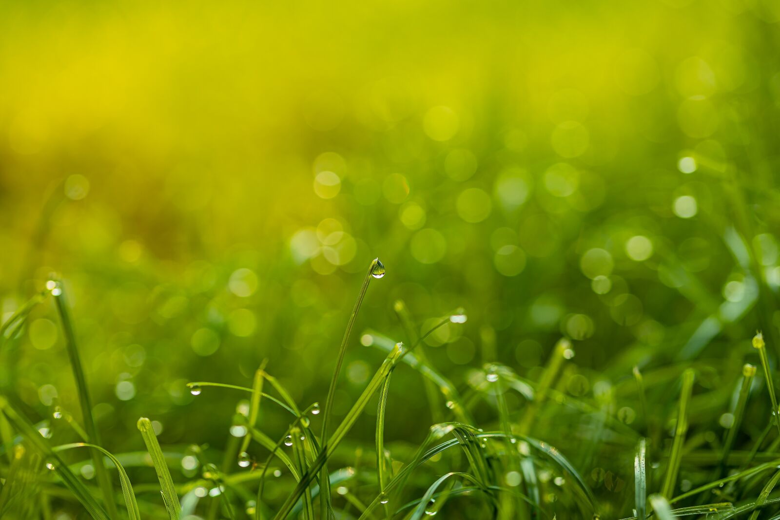 Canon EOS R sample photo. Grass, drop of water photography